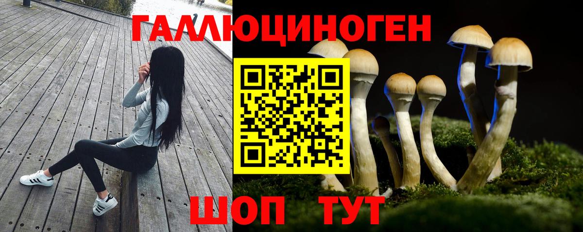 Псилоцибиновые грибы Cubensis Будённовск